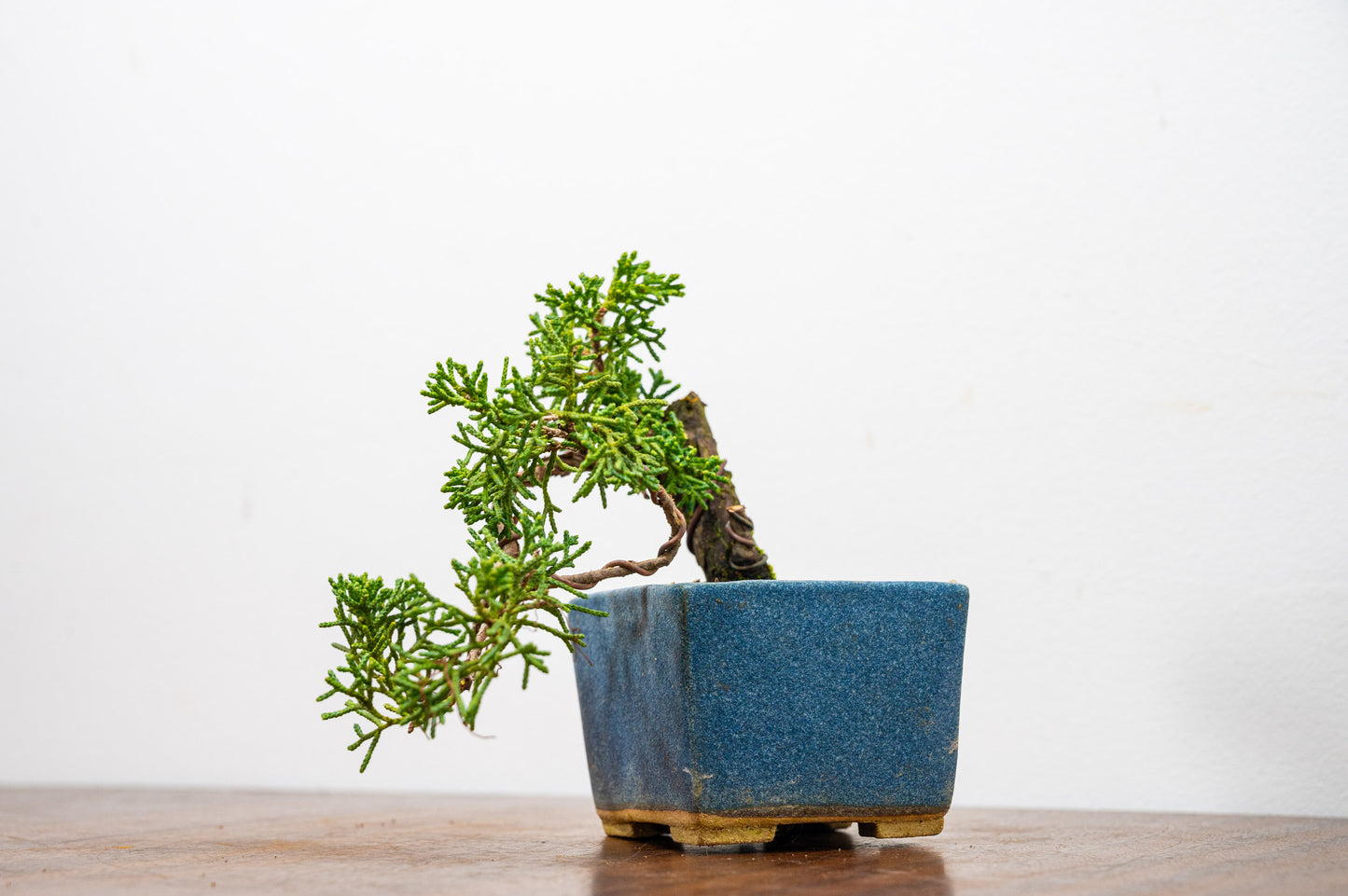 Juniper -Juniperus Chinesis Blaauw