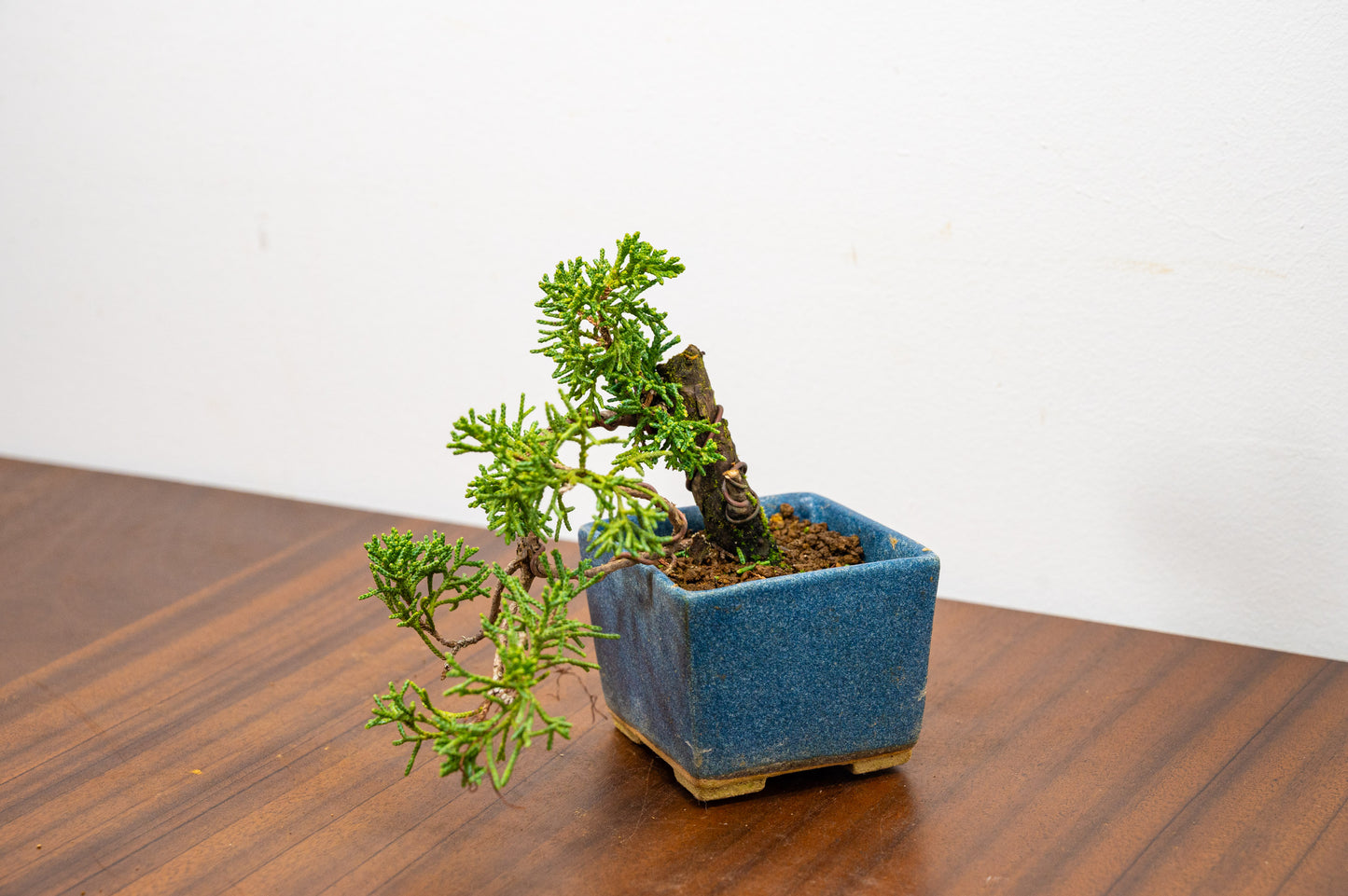 Juniper -Juniperus Chinesis Blaauw