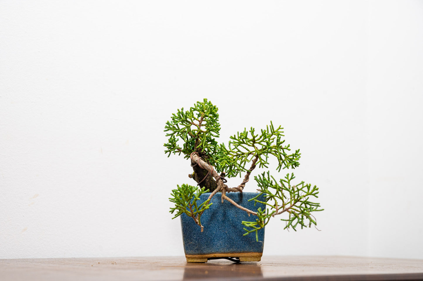 Juniper -Juniperus Chinesis Blaauw