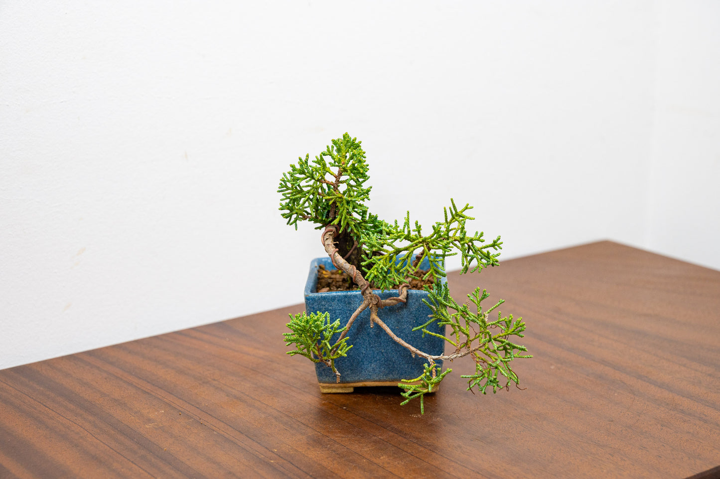 Juniper -Juniperus Chinesis Blaauw