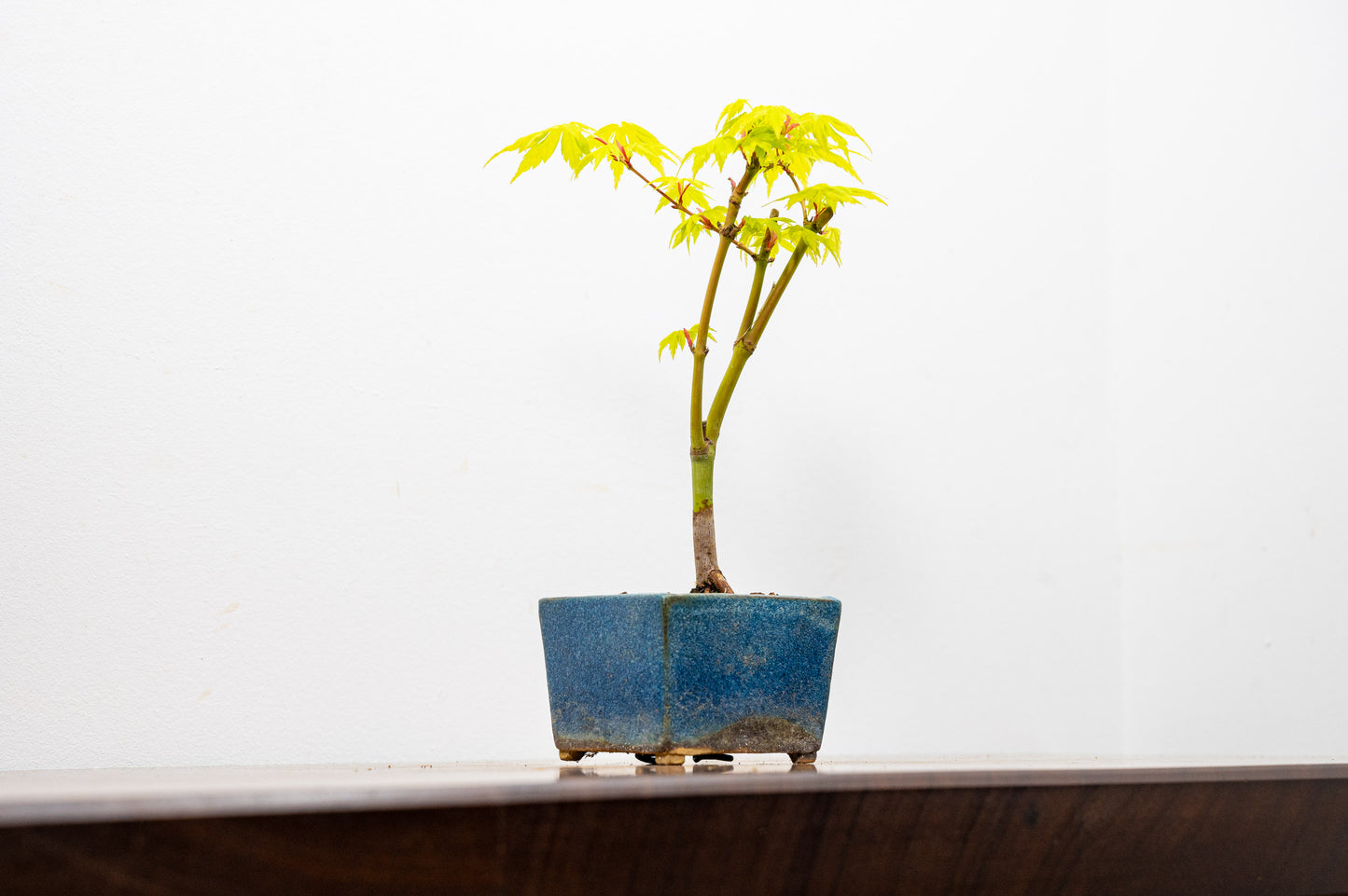 Bonsai Starter Bundle - Japanese Maple