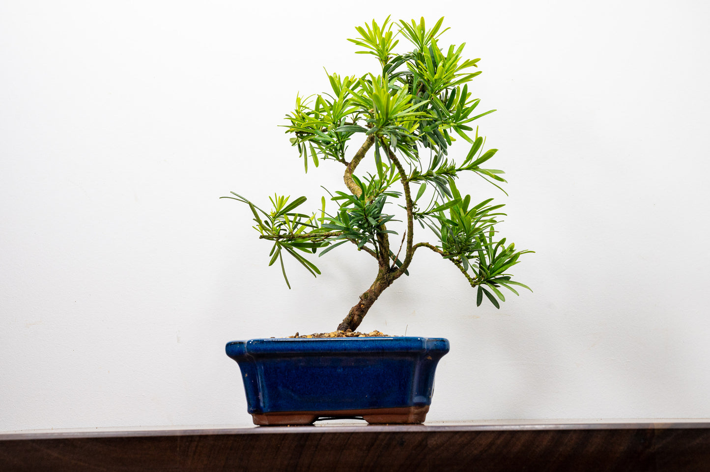 Buddhist Pine Bonsai S Trunk - 20cm Blue Ceramic Pot
