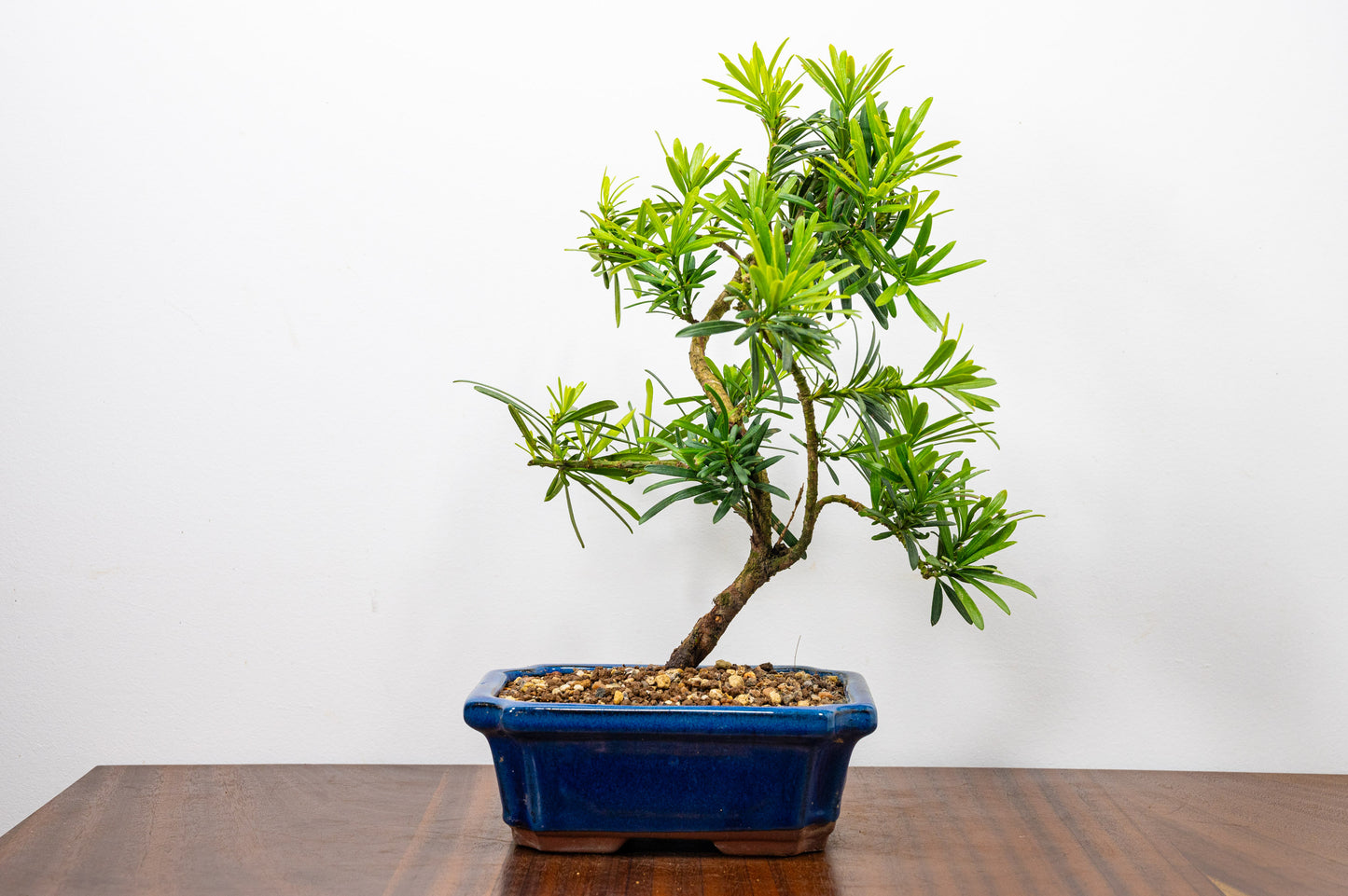 Buddhist Pine Bonsai S Trunk - 20cm Blue Ceramic Pot