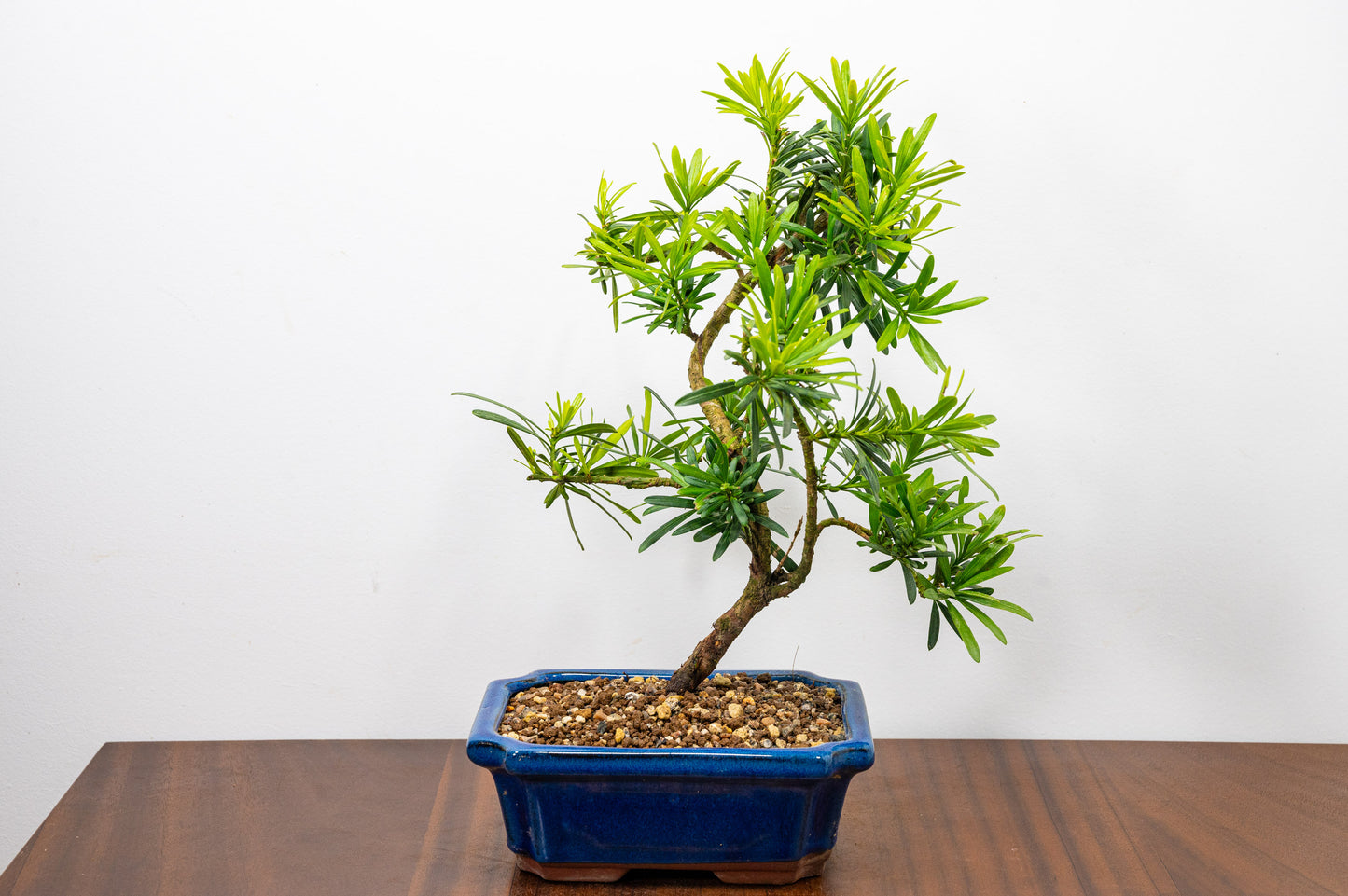 Buddhist Pine Bonsai S Trunk - 20cm Blue Ceramic Pot