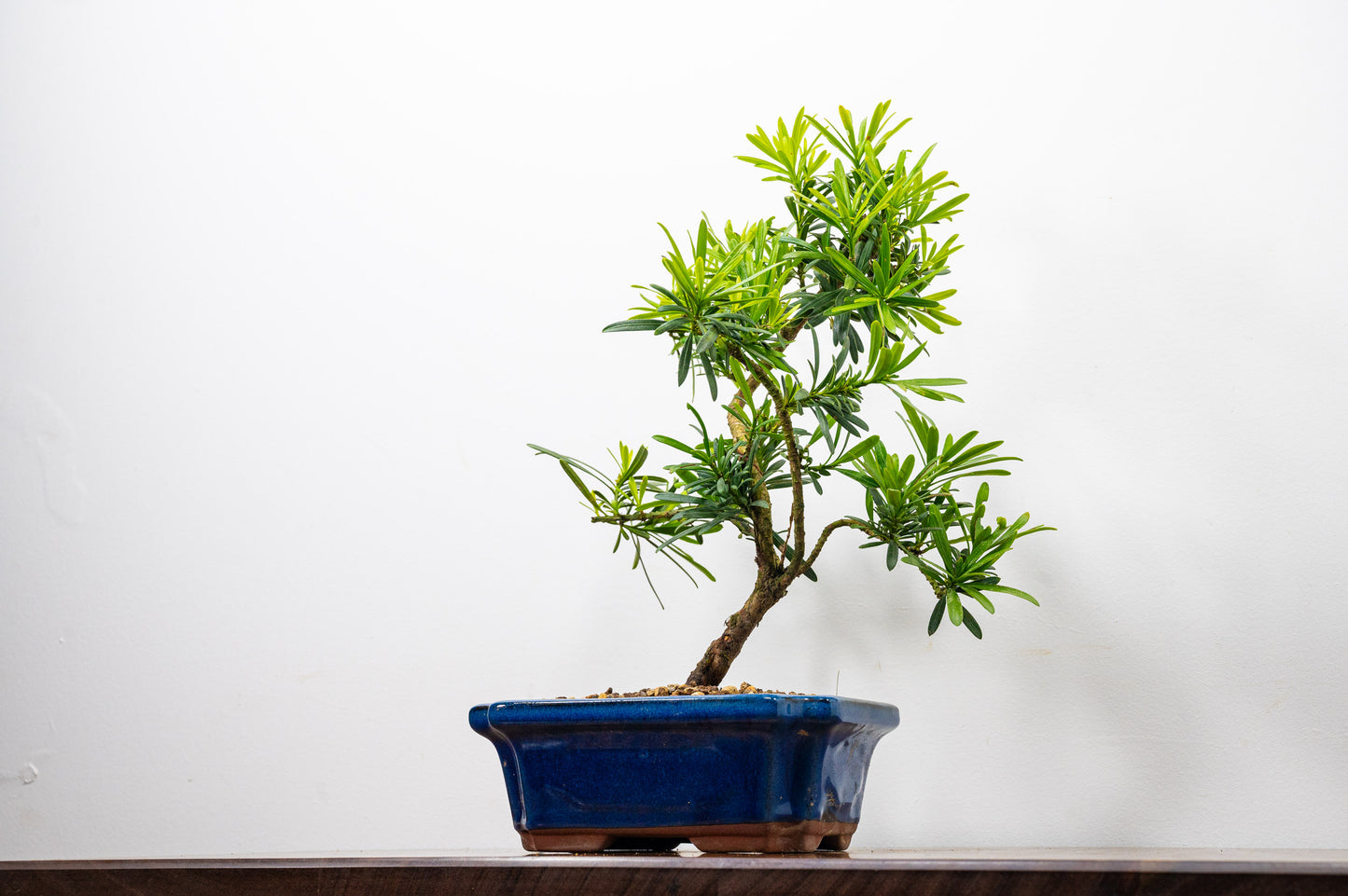 Buddhist Pine Bonsai S Trunk - 20cm Blue Ceramic Pot