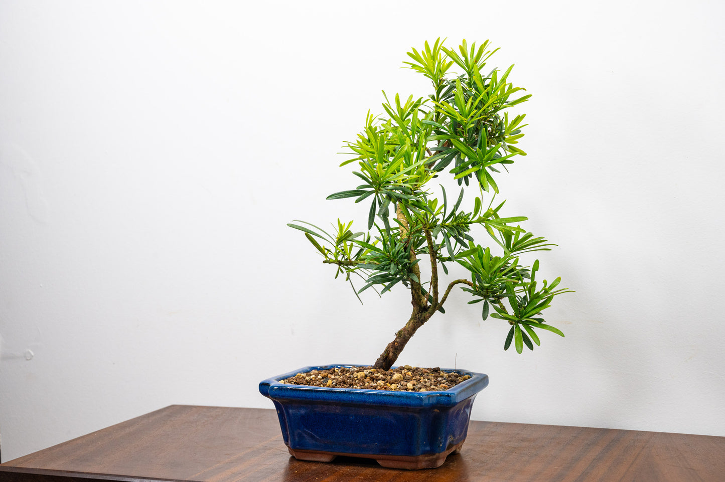 Buddhist Pine Bonsai S Trunk - 20cm Blue Ceramic Pot