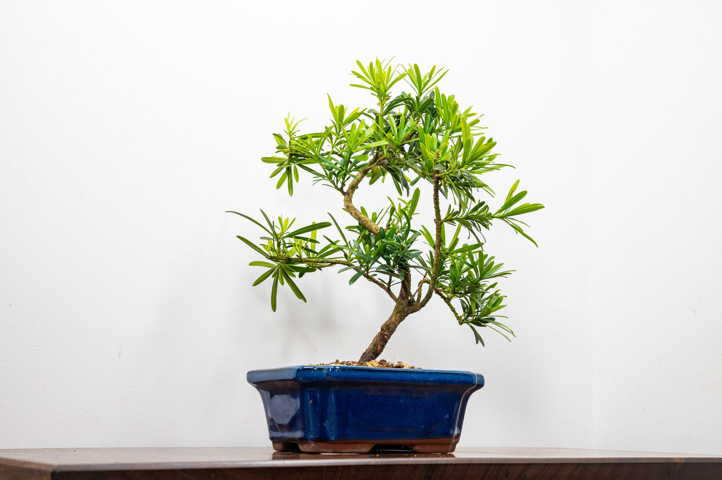 Buddhist Pine Bonsai S Trunk - 20cm Blue Ceramic Pot