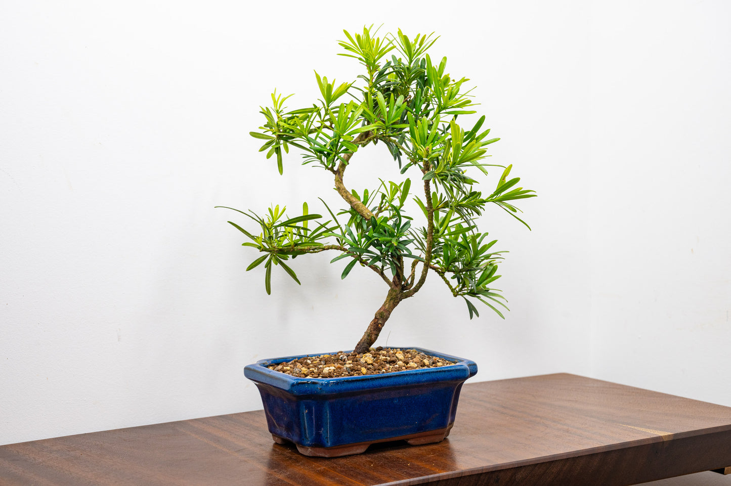 Buddhist Pine Bonsai S Trunk - 20cm Blue Ceramic Pot