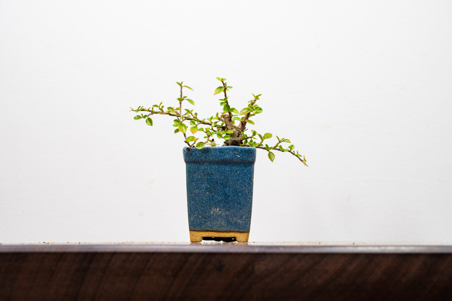 Cotoneaster Bonsai Tree