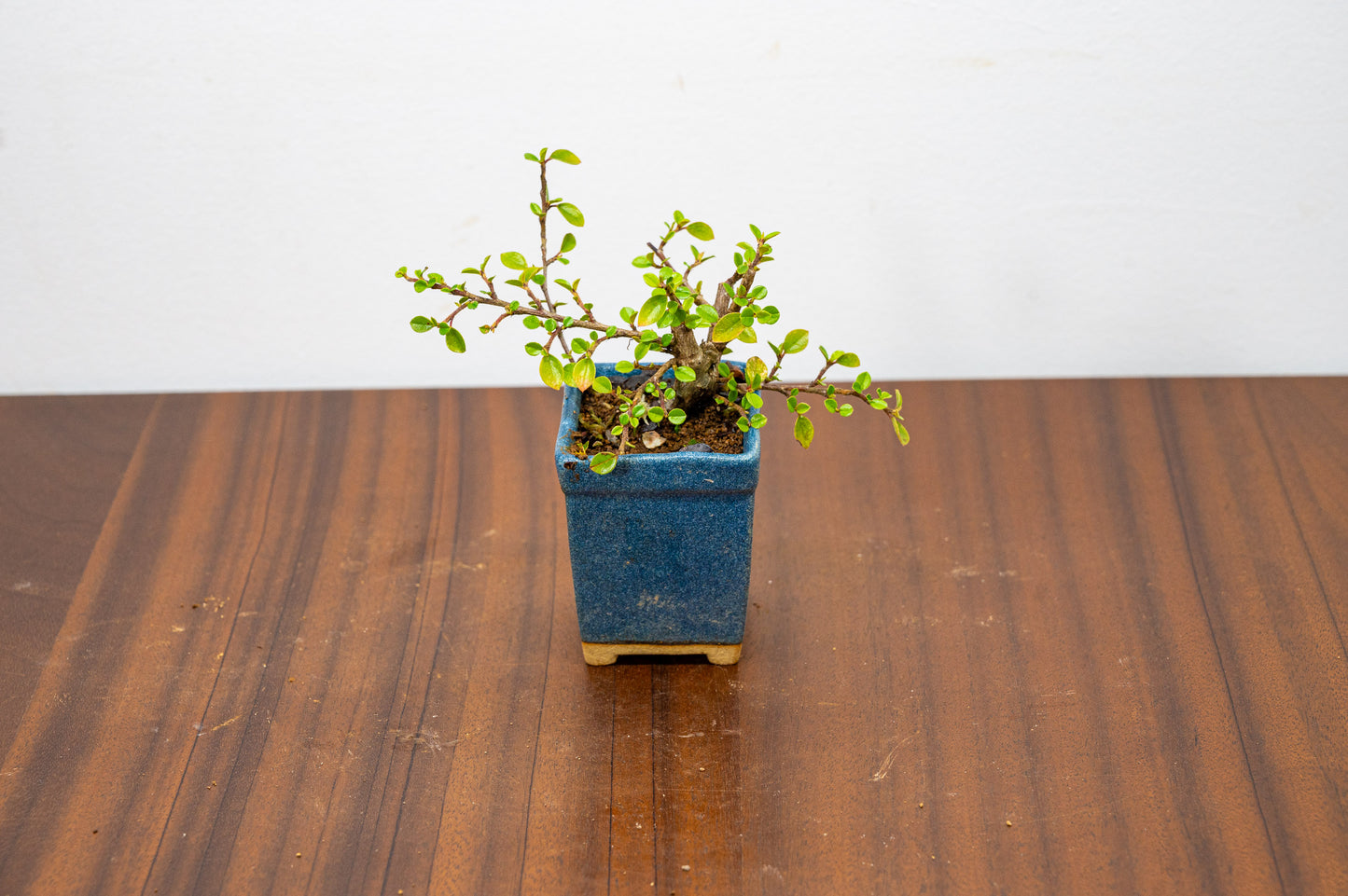 Cotoneaster Bonsai Tree