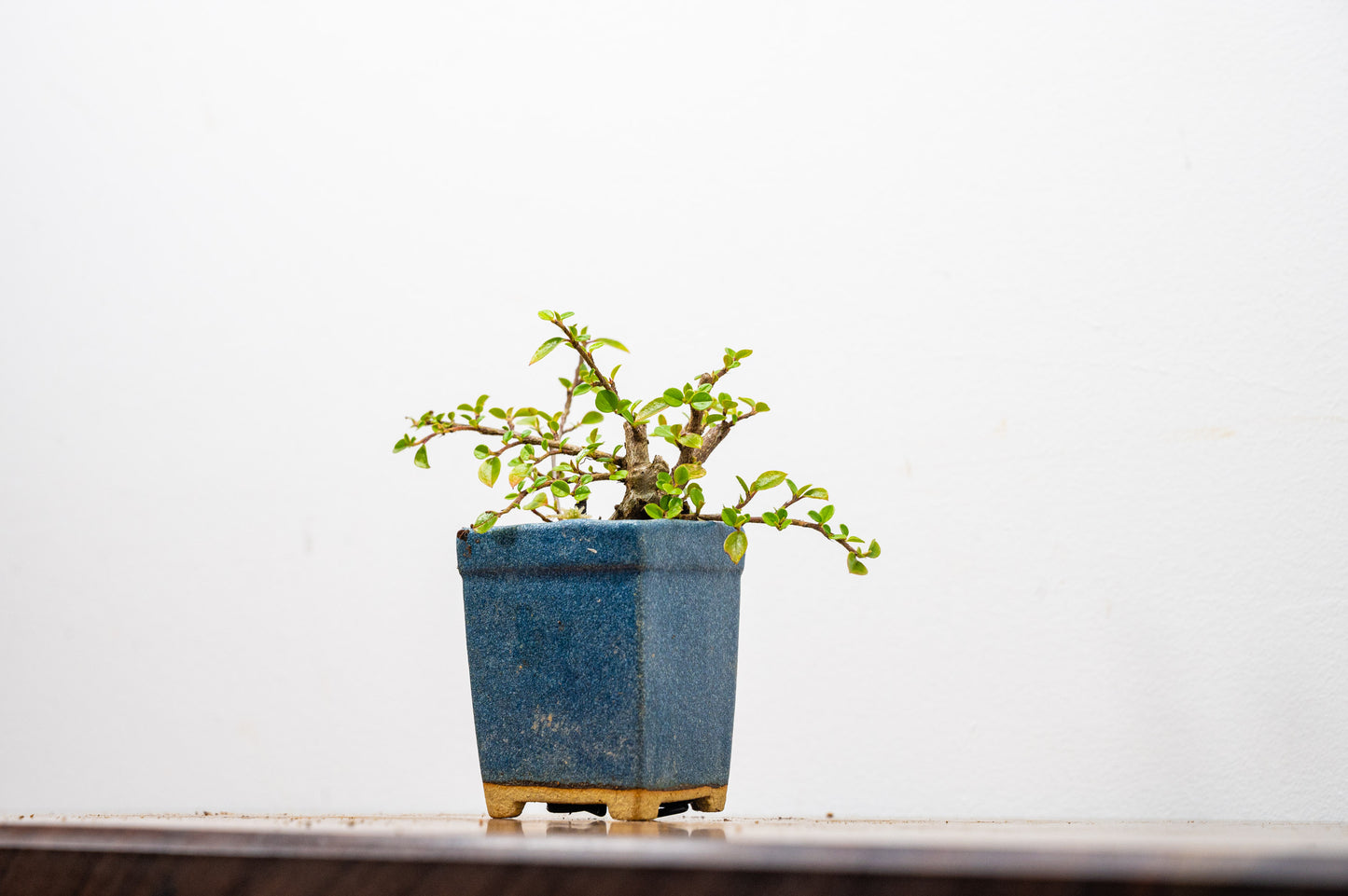 Cotoneaster Bonsai Tree
