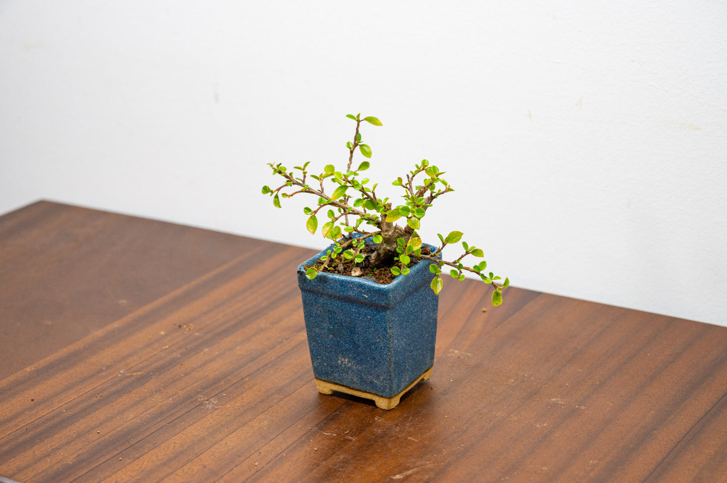 Cotoneaster Bonsai Tree
