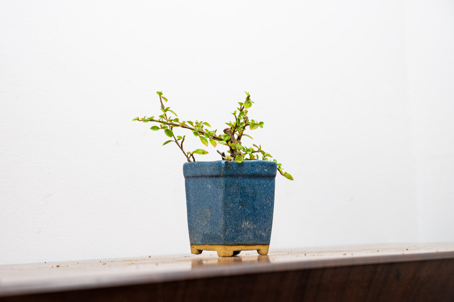 Cotoneaster Bonsai Tree