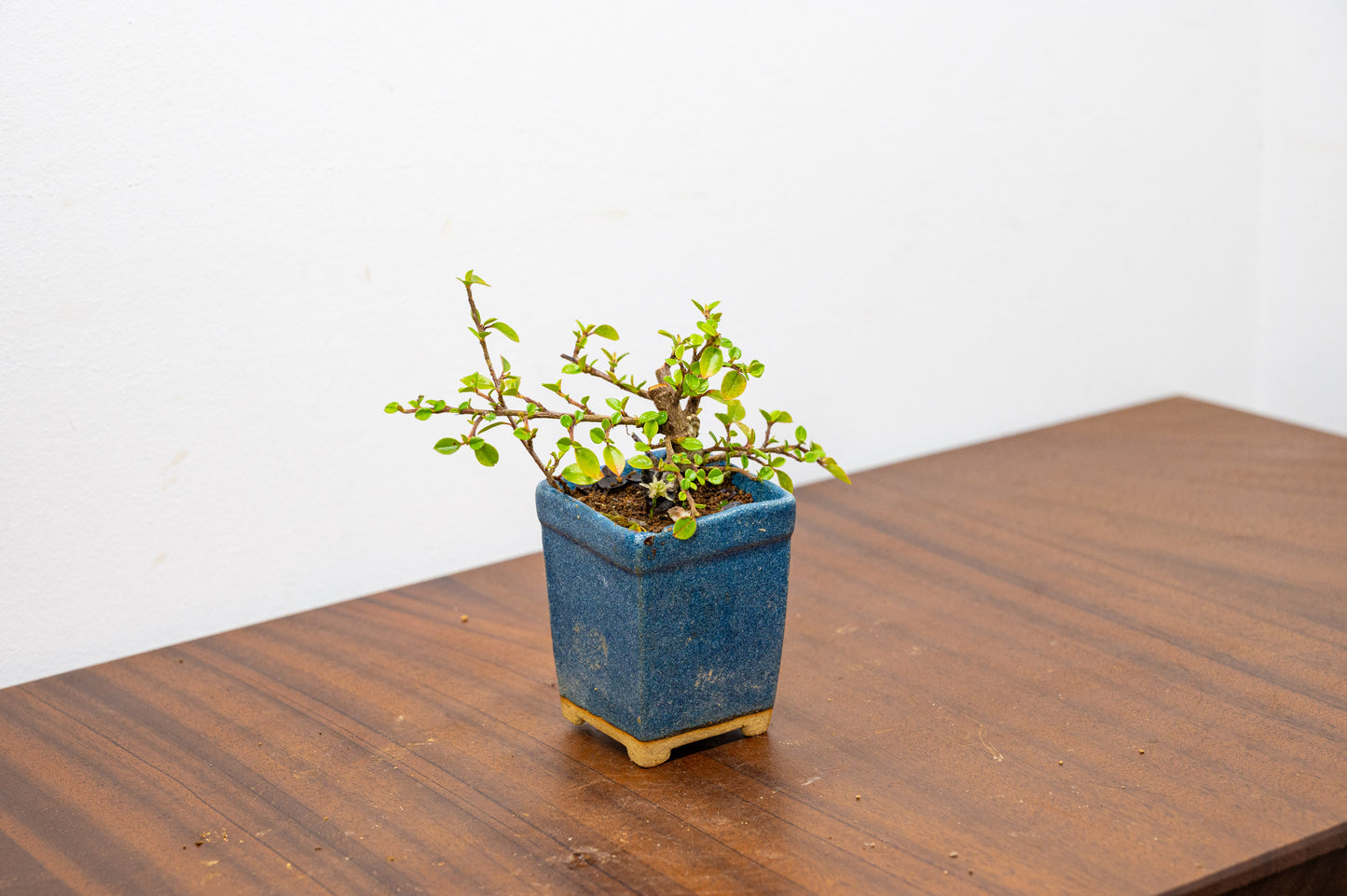 Cotoneaster Bonsai Tree