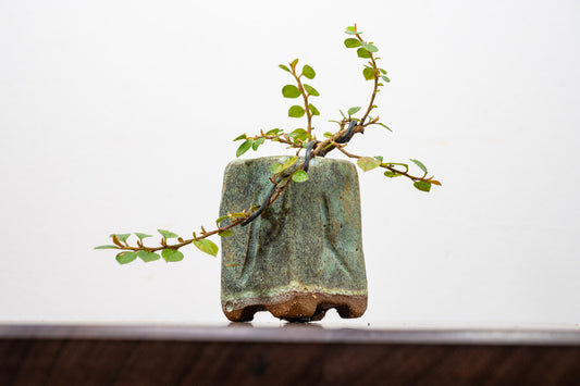 Cotoneaster Bonsai Tree