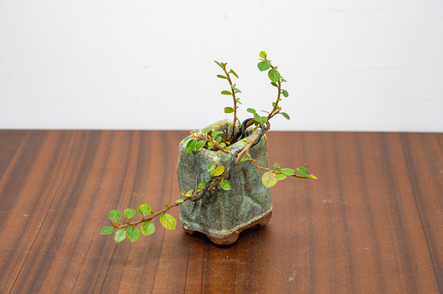 Cotoneaster Bonsai Tree