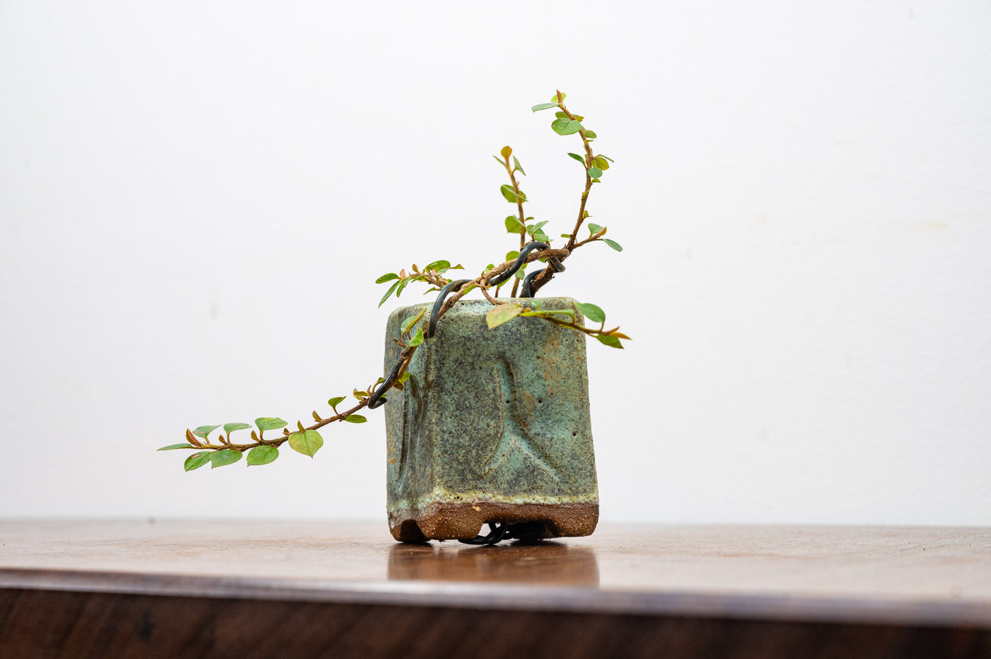 Cotoneaster Bonsai Tree