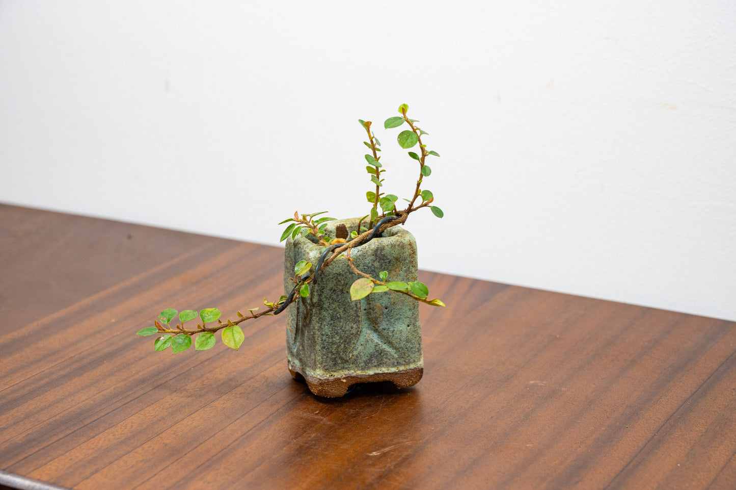 Cotoneaster Bonsai Tree