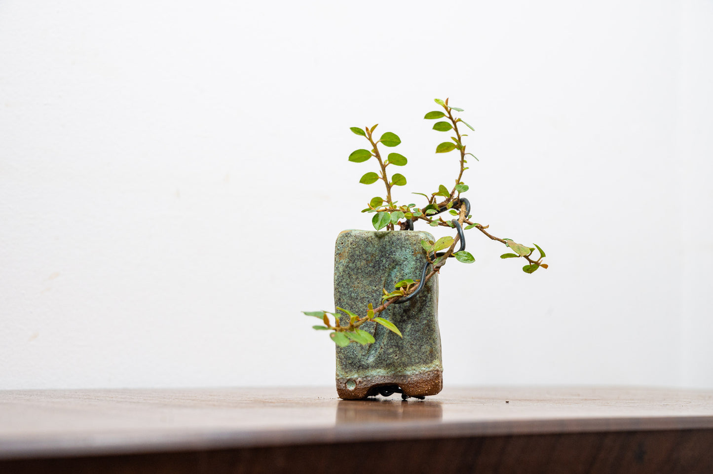 Cotoneaster Bonsai Tree