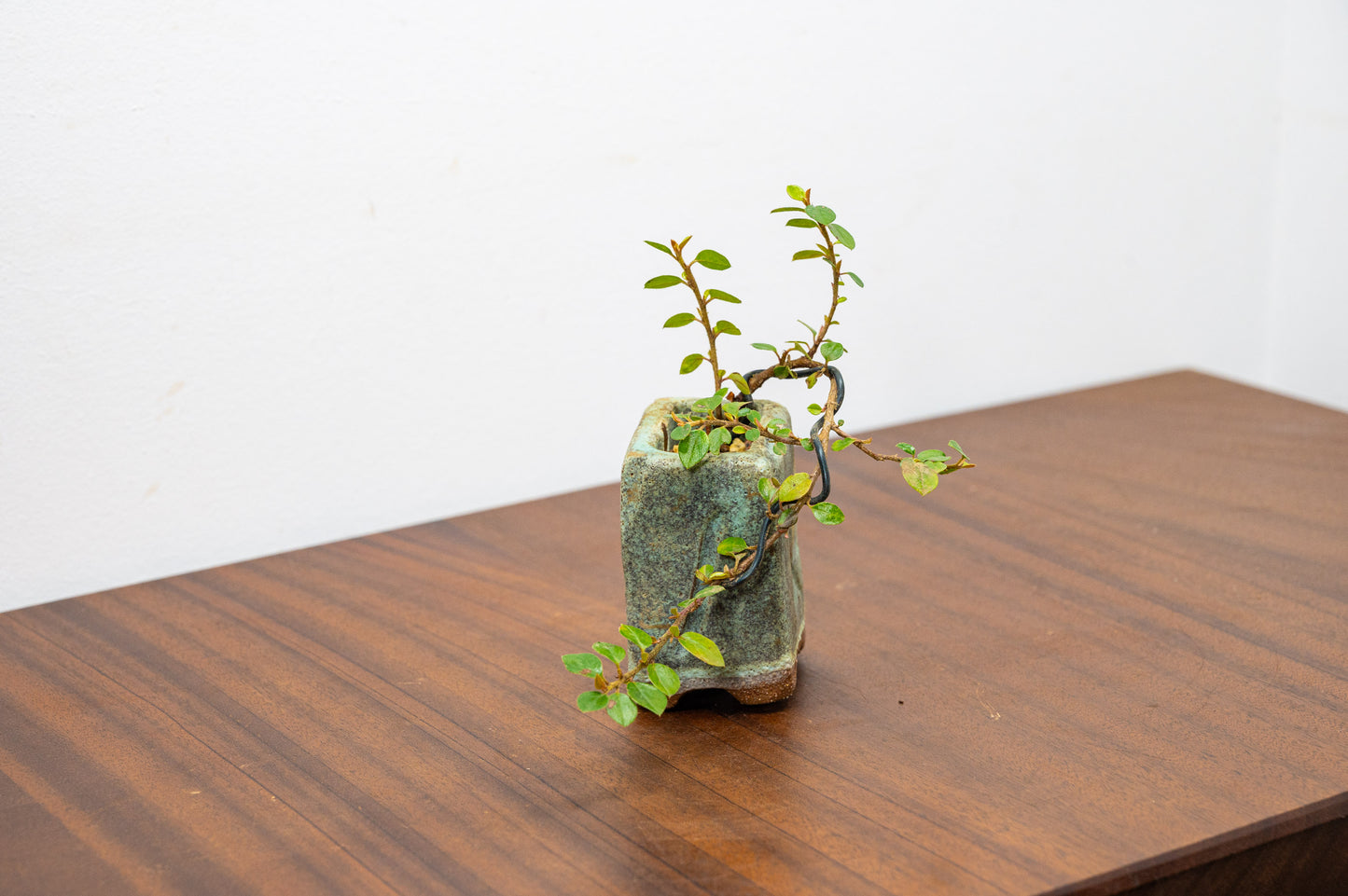 Cotoneaster Bonsai Tree