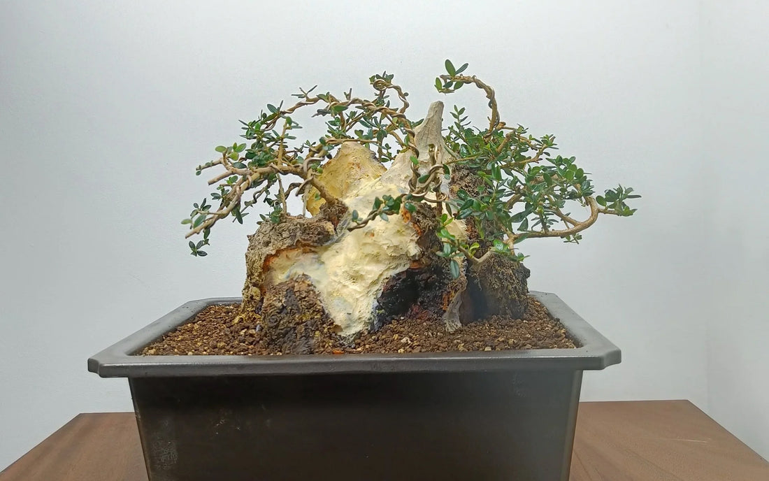 What is Lime Sulphur - How It's Used in Bonsai