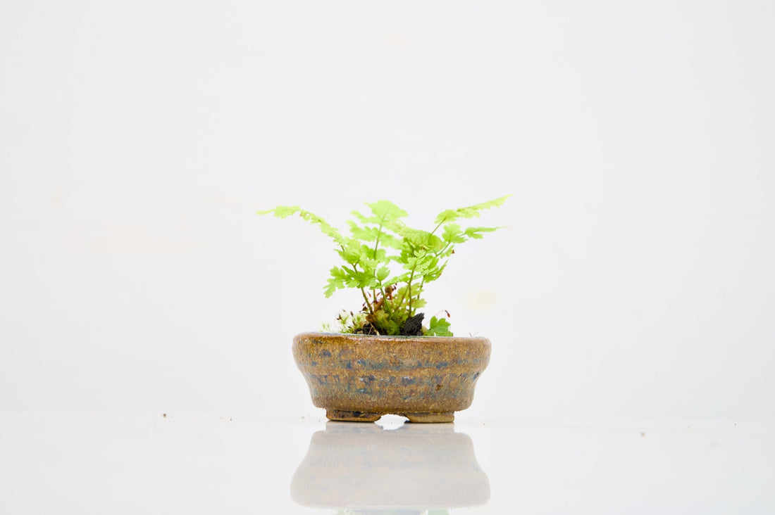 Velvet & Shadows: The Art of Using Simple Moss in Kusamono