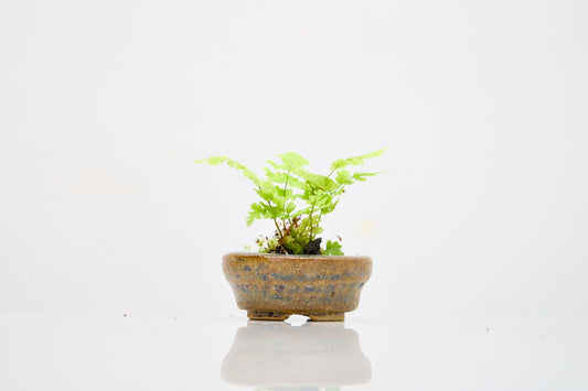 Velvet & Shadows: The Art of Using Simple Moss in Kusamono