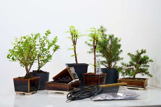 Indoor or Outdoor? How to Choose Your First Bonsai