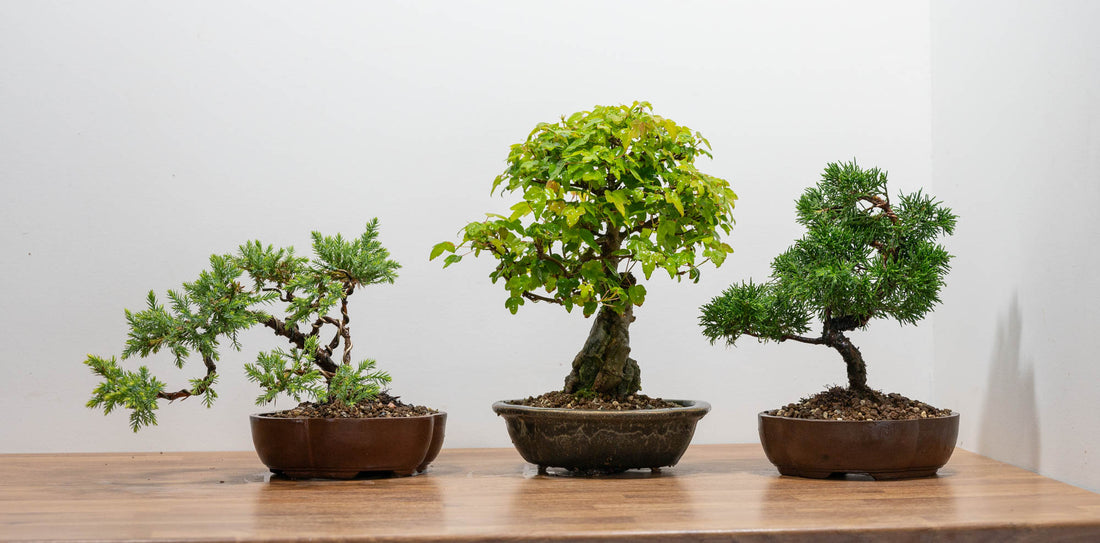 What Time of Year Should Bonsai Trees Be Repotted
