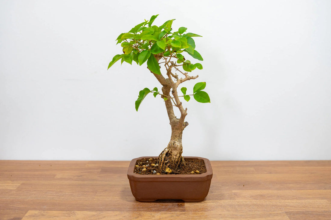 The Truth About Indoor Bonsai Trees