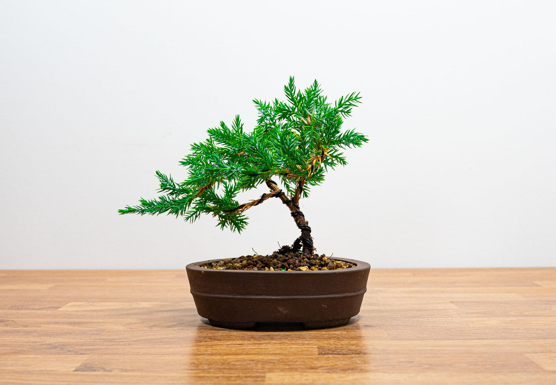 Enhance the Beauty of Your Juniper Bonsai Trees with Proper Care Techniques