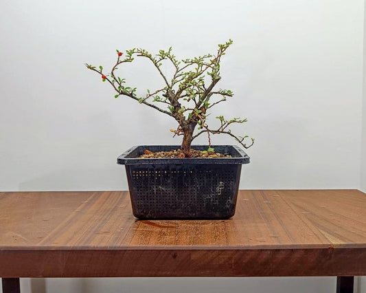 Unearthing Autumn Treasures: A Guide to Collecting Deciduous Bonsai Trees