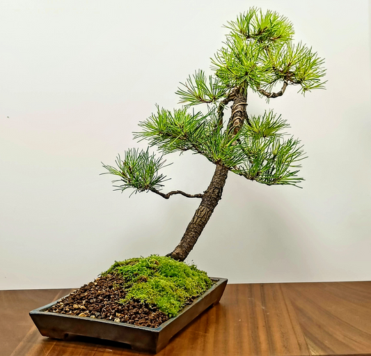 Pine Bonsai - Zero Bonsai