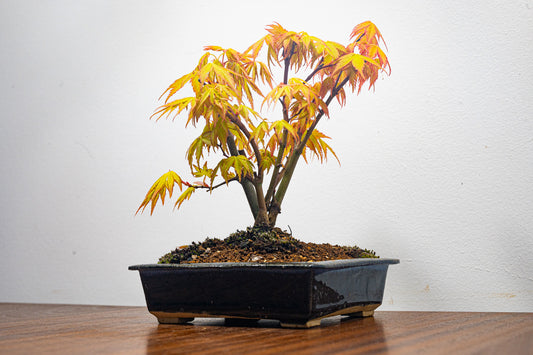 Your First Bonsai: A Guide to Finding the Perfect Tree