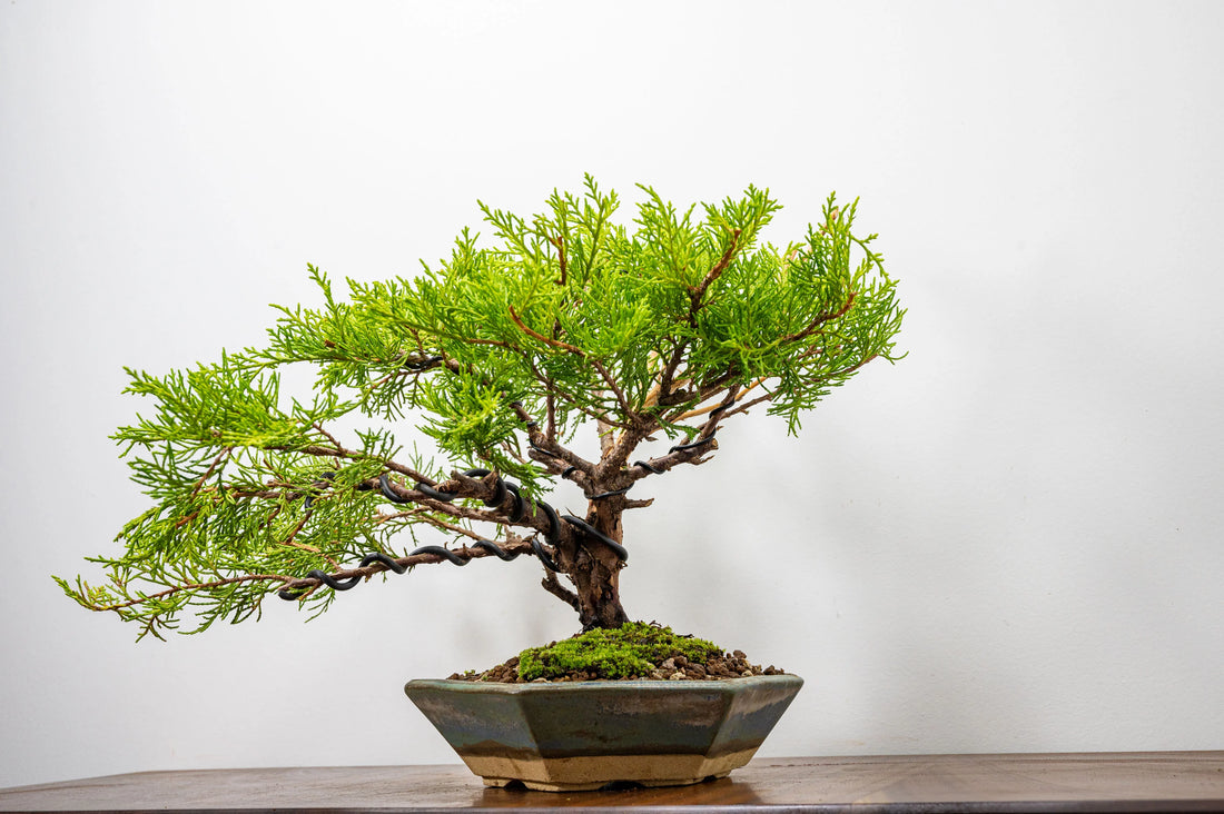 Juniper Bonsai  - Late Summer / Autumn work