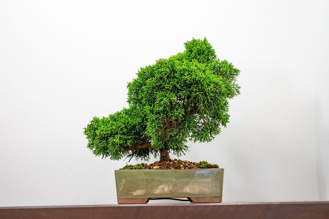 Autumn Care - Outdoor Bonsai