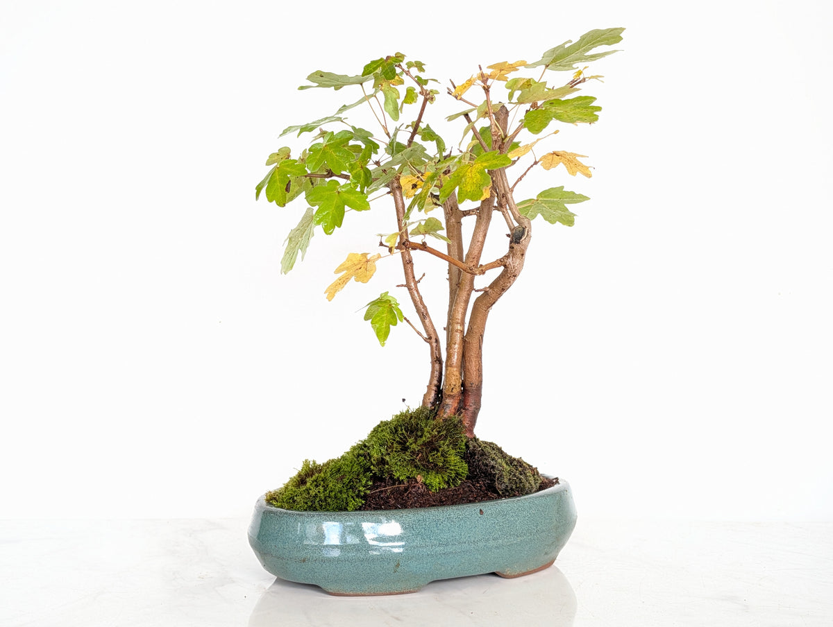 Field Maple 'Clump Style' Bonsai