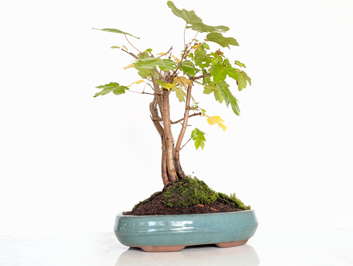 Field Maple 'Clump Style' Bonsai