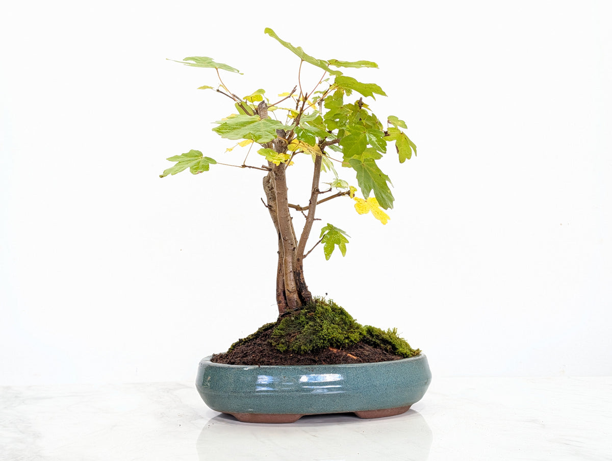 Field Maple 'Clump Style' Bonsai