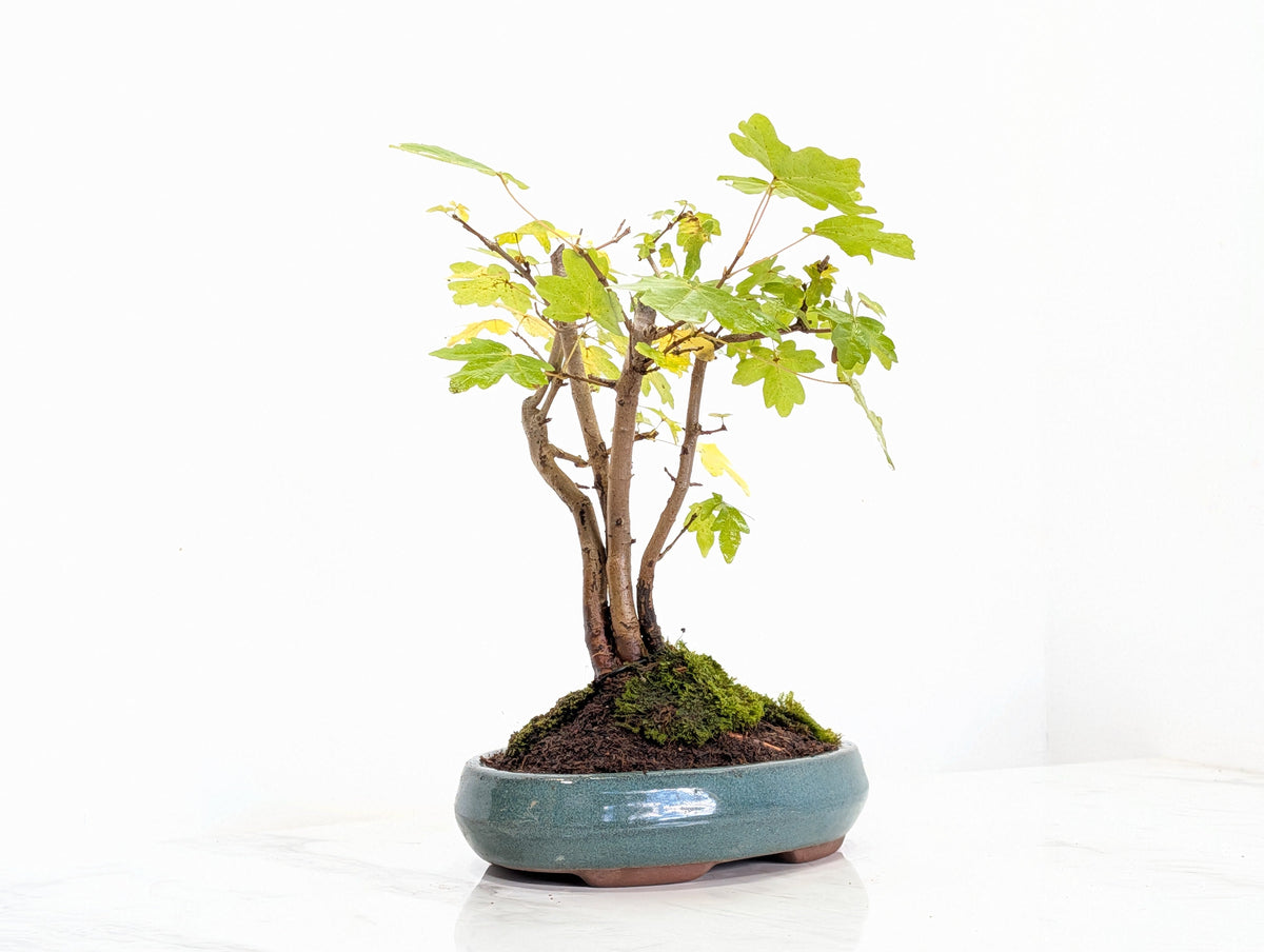 Field Maple 'Clump Style' Bonsai