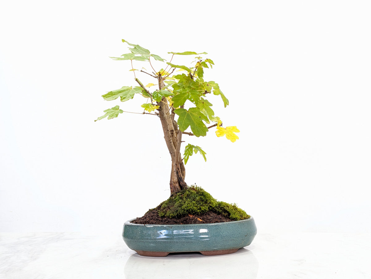Field Maple 'Clump Style' Bonsai