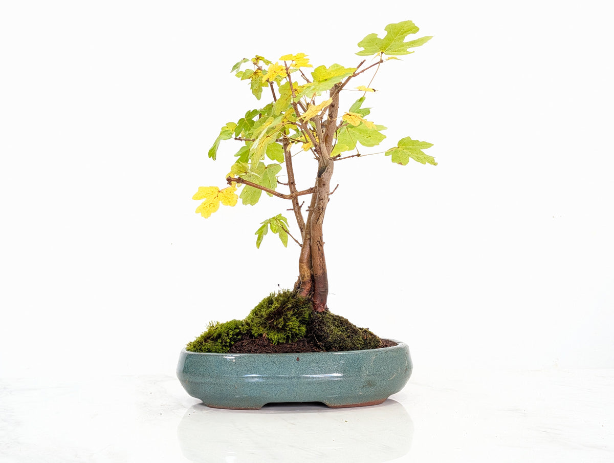 Field Maple 'Clump Style' Bonsai