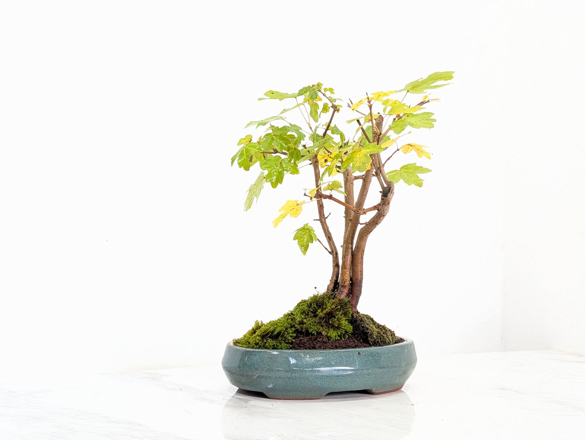 Field Maple 'Clump Style' Bonsai