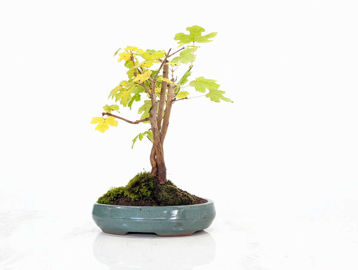 Field Maple 'Clump Style' Bonsai