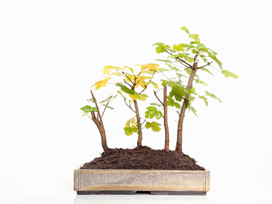 Field Maple Group Planting Bonsai