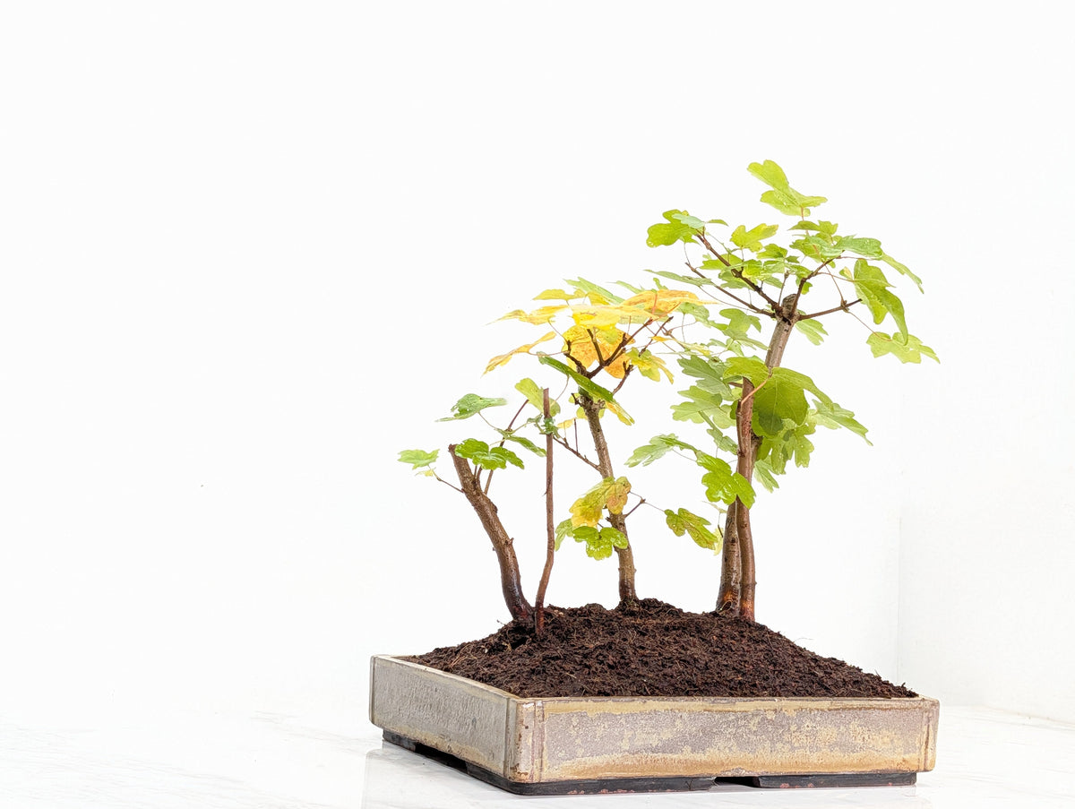 Field Maple Group Planting Bonsai