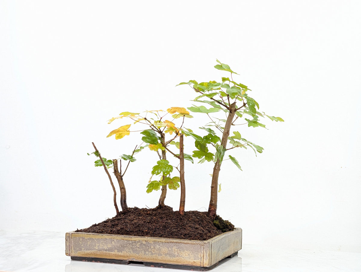 Field Maple Group Planting Bonsai
