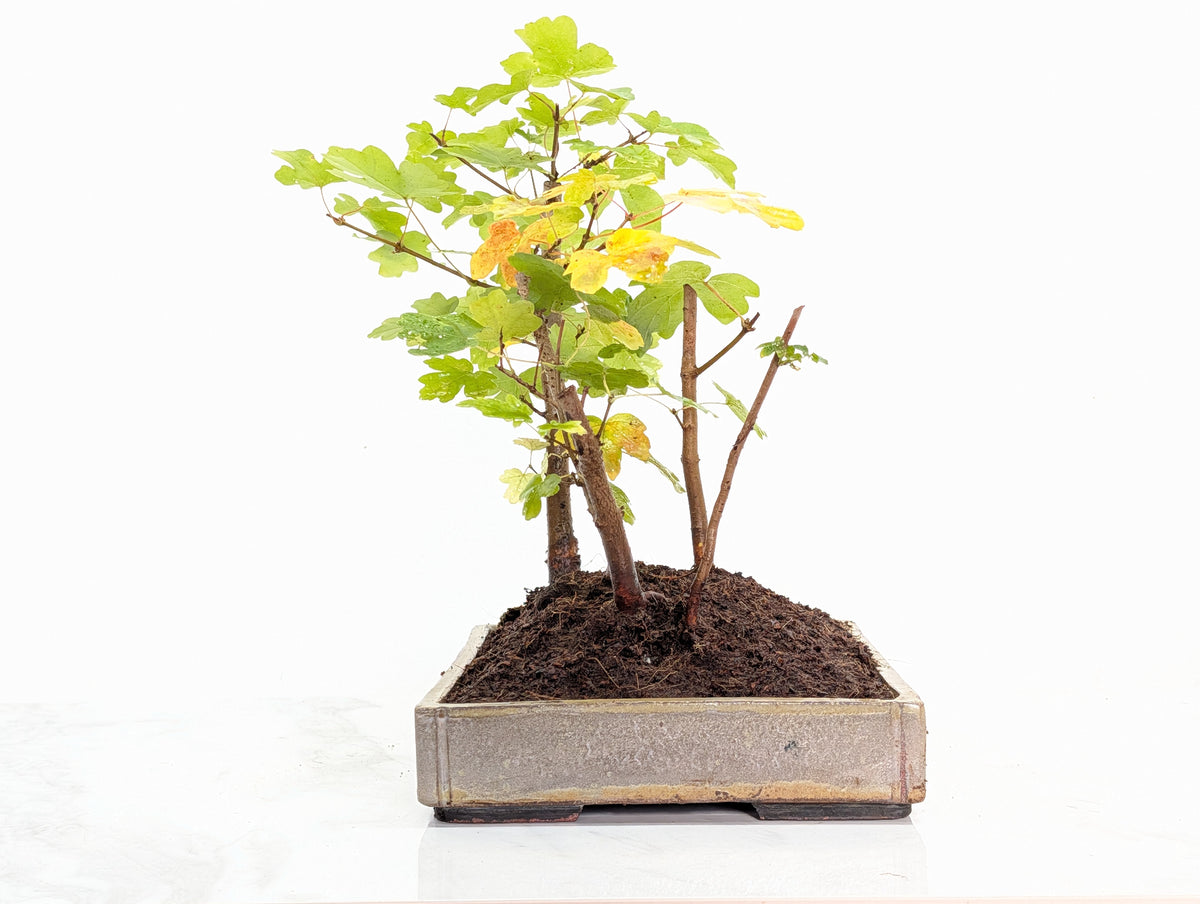 Field Maple Group Planting Bonsai