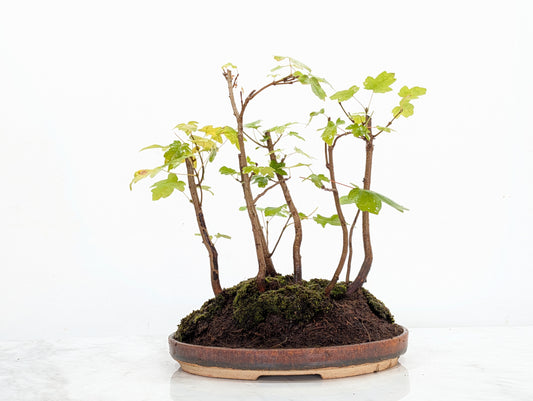 Field Maple Group Planting Bonsai