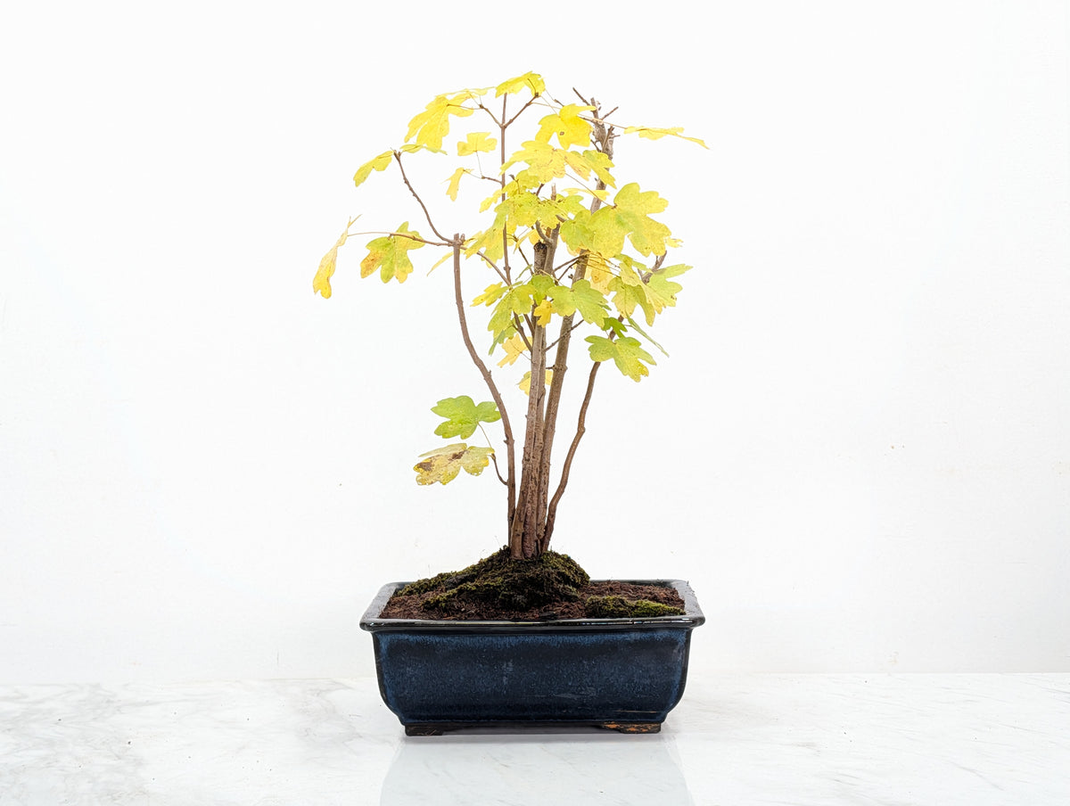 Field Maple 'Clump Style' Bonsai